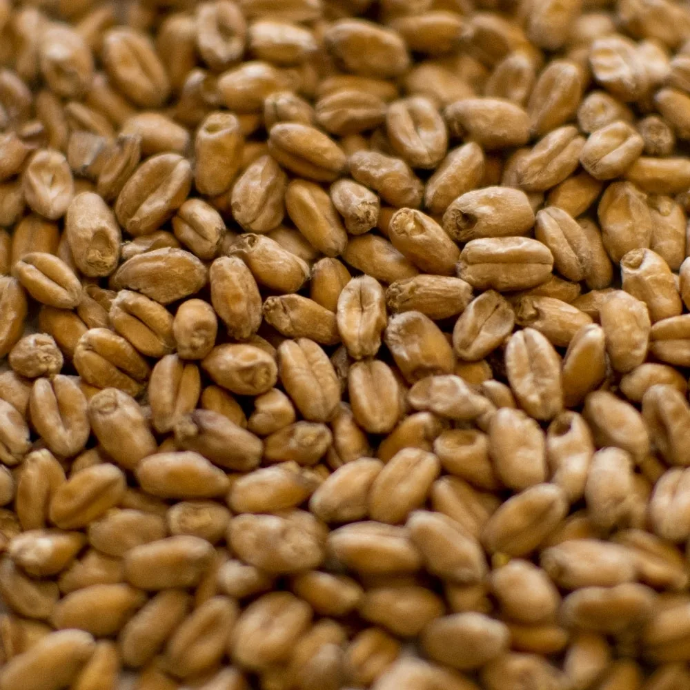 gambrinus-vienna-malt